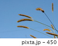 えのころ草のある青空