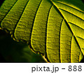 Golden leaf