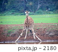 水を飲むキリンの子
