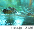 ギロッ！水から顔を出すワニ