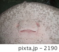 マンタの笑顔