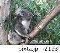 ユーカリの香りのコアラ君