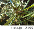 デビルの顔の植物！