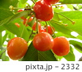 さくらんぼ狩り