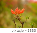 清里のれんげつつじ