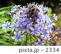 不思議な花