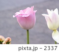 道端の天使