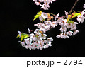 素材ナンバー 2794 : 「桜」