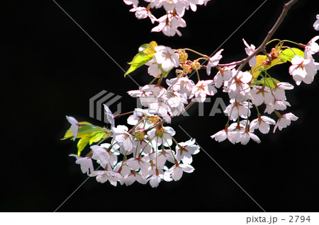 桜 桜