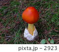たまごたけ