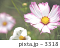 秋に咲く桜