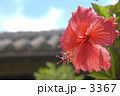 南の国の紅