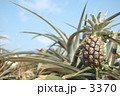 太陽に抱かれて