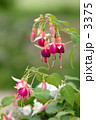 花１