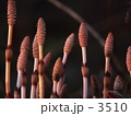 つくしの背くらべ