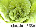 何の野菜でしょう？