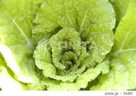 何の野菜でしょう？