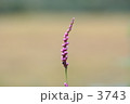イヌタデ