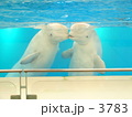 チュ！