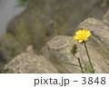 蒲公英