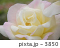 いばらの上の姫君