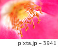 薔薇