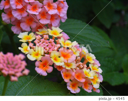 色とりどりの花