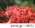 蔓珠紗華