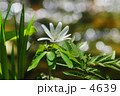 きくざきいちげ