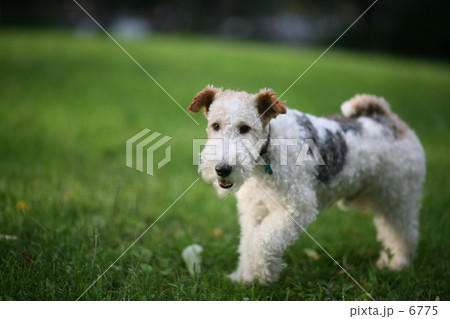 犬  AOZORA