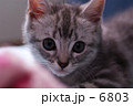 ほんの少しだけ首をかしげて見つめてる。