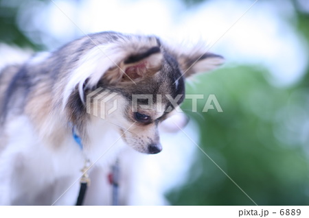 犬