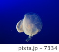 くらげ