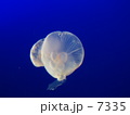 くらげ