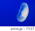 くらげ