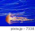 くらげ