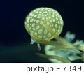 くらげ