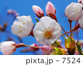 さくら