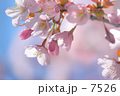 なんとなく桜色