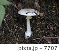 しろたまごてんぐたけ