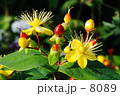 素材ナンバー 8089 : 「赤い実と黄色の花」