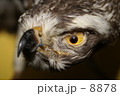 眼差し