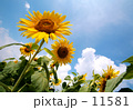 太陽の花