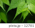 葉先の水滴