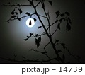 月の光