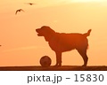 「朝日と犬」の写真 [15830]