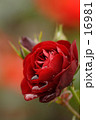 A Rose full of tears