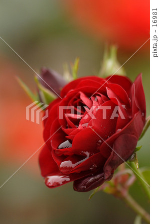 A Rose full of tears A Rose full of tears