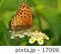 チョウ