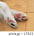 パピヨン　犬
